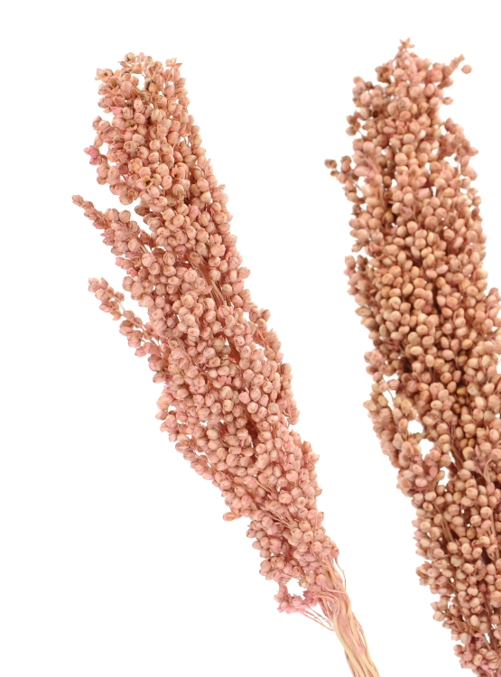 Sorghum, rosa - Strauß 5 Stk. - Trockengräser