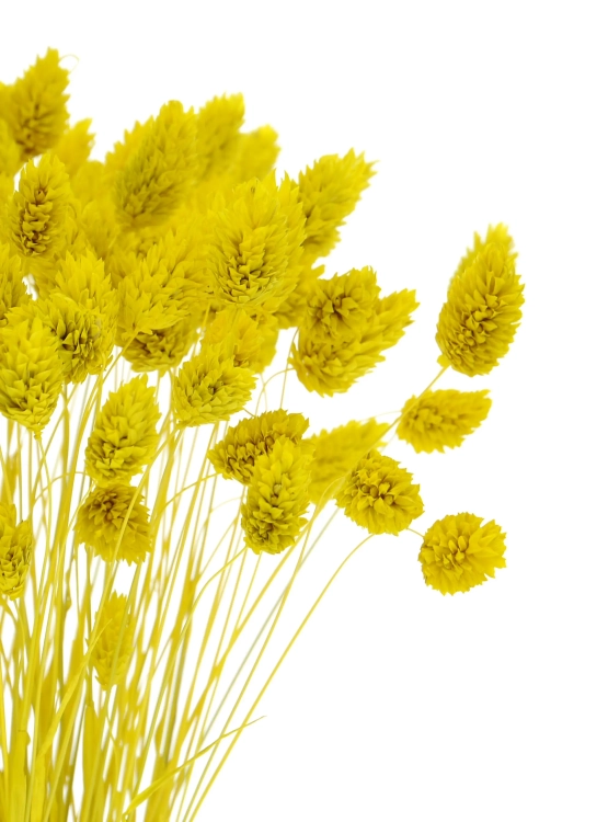 Dried yellow Phalaris - canary grass ~80 stems