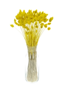 Dried yellow Phalaris - canary grass ~80 stems