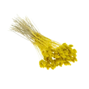 Dried yellow Phalaris - canary grass ~80 stems