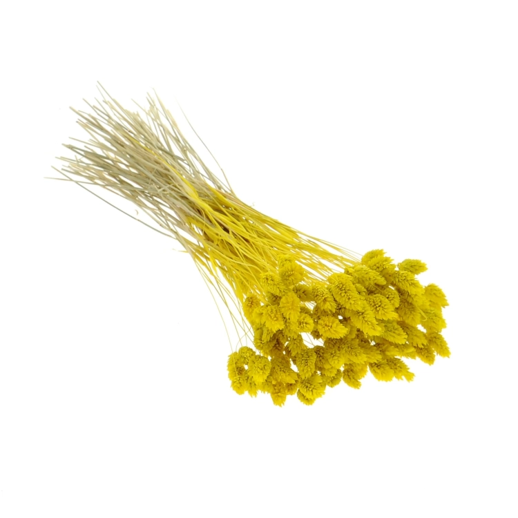 Dried yellow Phalaris - canary grass ~80 stems