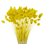 Phalaris (Kanariengras), gelb ~80 Stk. - Trockengräser