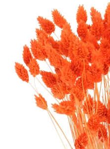 Dried orange Phalaris - canary grass ~80 stems