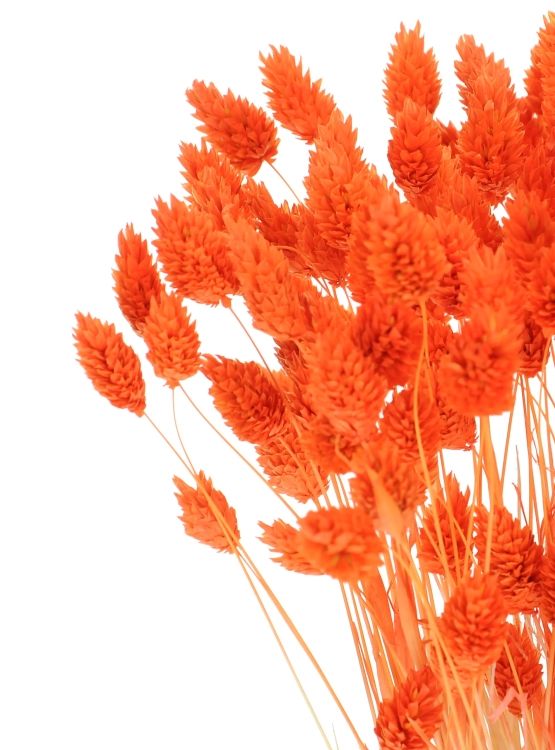 Dried orange Phalaris - canary grass ~80 stems
