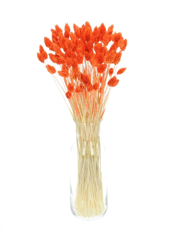 Dried orange Phalaris - canary grass ~80 stems