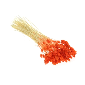 Phalaris orange - Kanariengras ~80 Stück