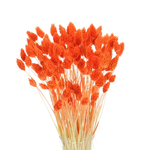 Dried orange Phalaris - canary grass ~80 stems