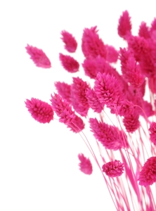 Dried fuchsia Phalaris - canary grass ~80 stems