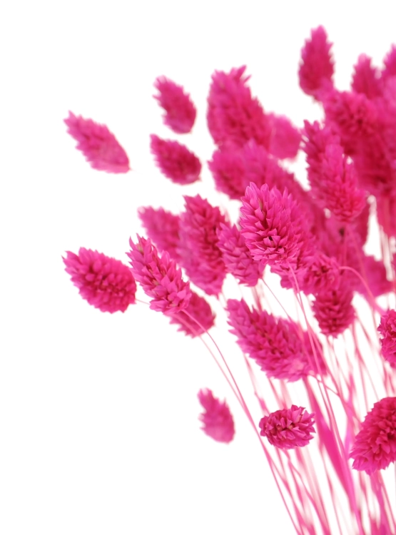 Phalaris fuchsia - Kanariengras ~80 Stück