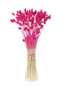 Dried fuchsia Phalaris - canary grass ~80 stems