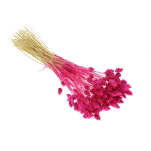 Dried fuchsia Phalaris - canary grass ~80 stems
