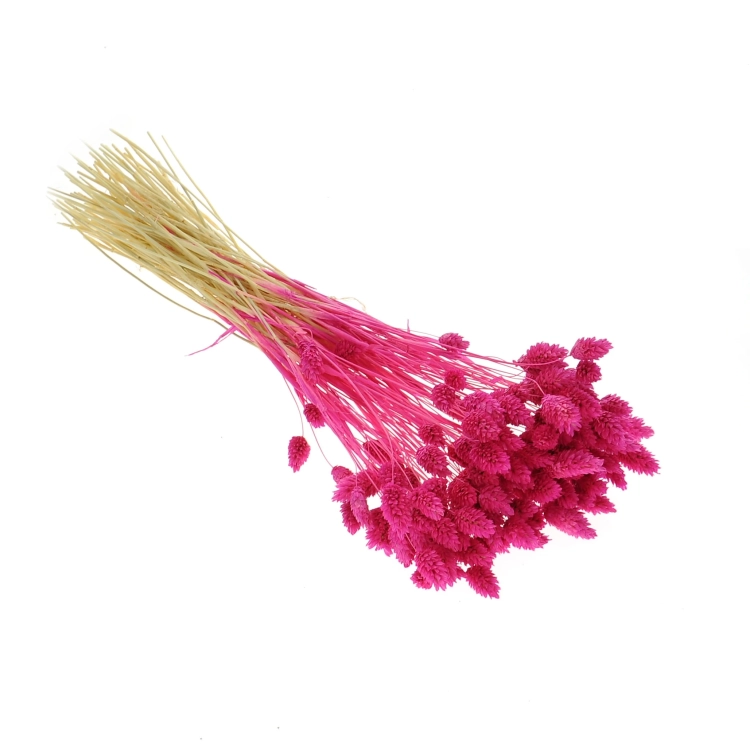 Dried fuchsia Phalaris - canary grass ~80 stems
