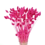Dried fuchsia Phalaris - canary grass ~80 stems