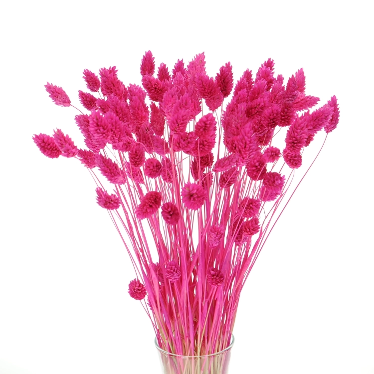 Dried fuchsia Phalaris - canary grass ~80 stems