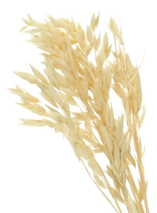 Dried bleached Avena - bunch ~50 stems
