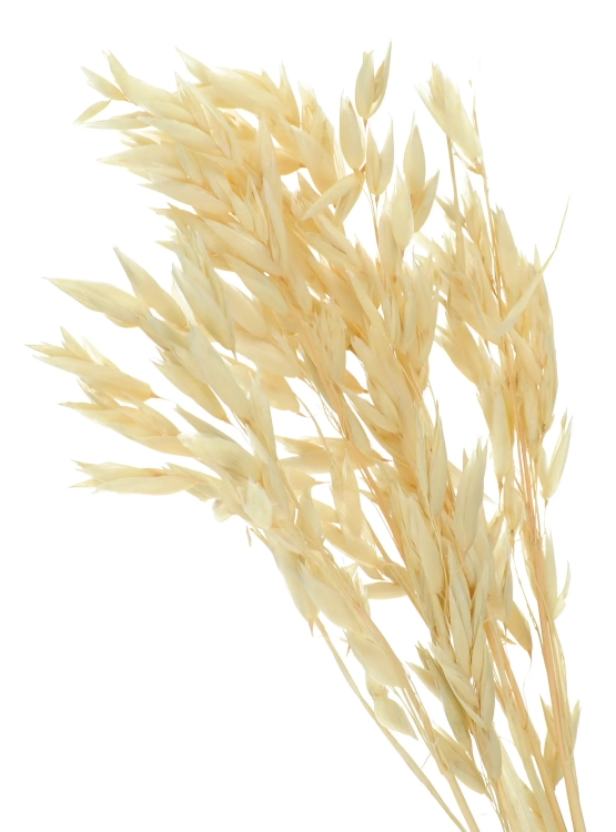 Dried bleached Avena - bunch ~50 stems
