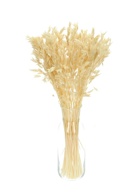 Dried bleached Avena - bunch ~50 stems