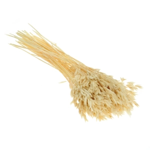 Dried bleached Avena - bunch ~50 stems