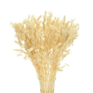Dried bleached Avena - bunch ~50 stems