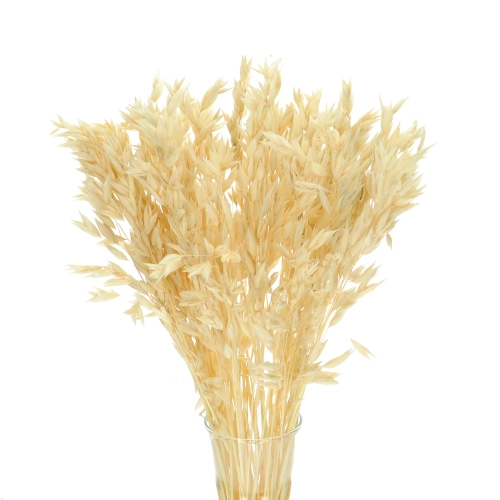 Hafer, gebleicht - Strauß, ~50 Stk. - Trockengetreide
