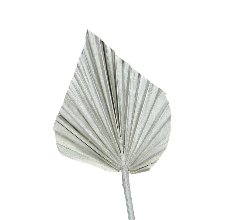 Dried silver palm leaf - Palm Spear