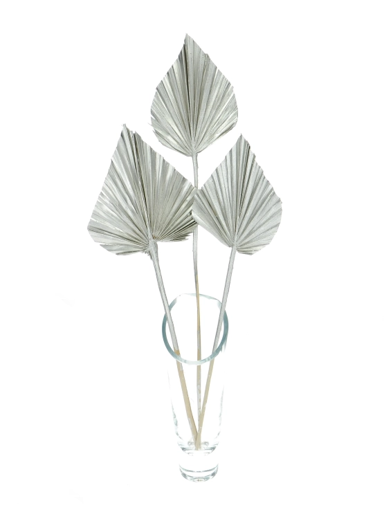 Dried silver palm leaf - Palm Spear