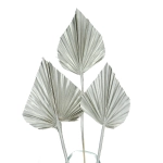 Dried silver palm leaf - Palm Spear