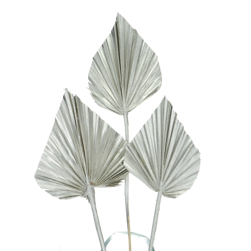 Dried silver palm leaf - Palm Spear