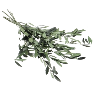 Preserved Olive leaves - bunch