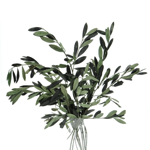 Preserved Olive leaves - bunch