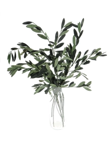 Preserved Olive leaves - bunch