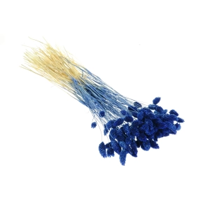 Dried blue Phalaris - canary grass ~80 stems