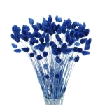 Dried blue Phalaris - canary grass ~80 stems