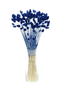 Dried blue Phalaris - canary grass ~80 stems