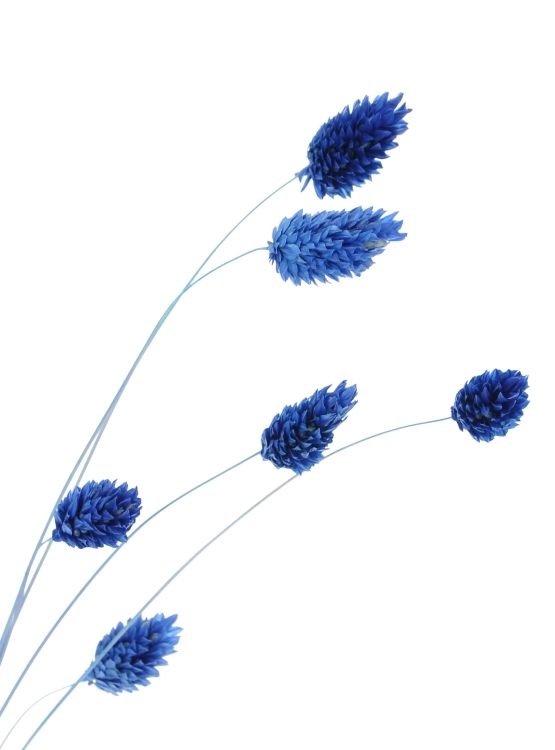 Phalaris blau - Kanariengras ~80 Stück