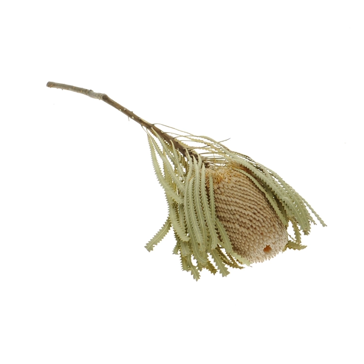 Dried Banksia Hookeriana - stem - dried flowers