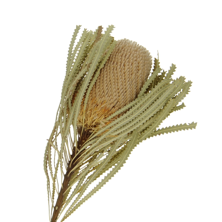 Dried Banksia Hookeriana - stem - dried flowers