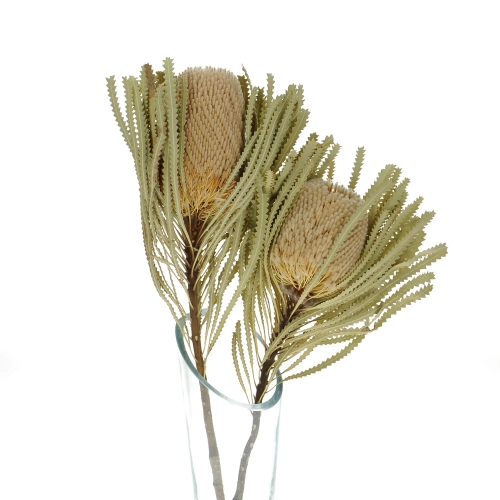 Dried Banksia Hookeriana - stem - dried flowers