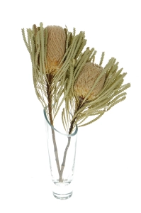 Getrocknete Banksia hookeriana - Zweig - Trockenblumen