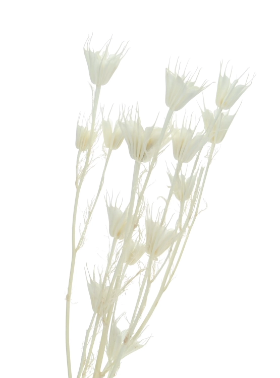 Dried bleached Nigella orientalis - bunch