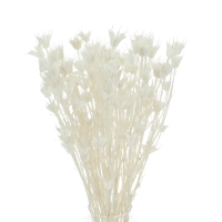 Dried bleached Nigella orientalis - bunch 