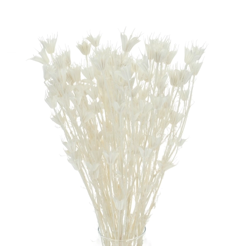 Dried bleached Nigella orientalis - bunch