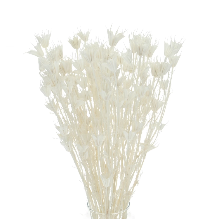Nigella orientalis, gebleicht - Strauß - Trockenblumen
