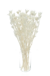 Nigella orientalis, gebleicht - Strauß - Trockenblumen