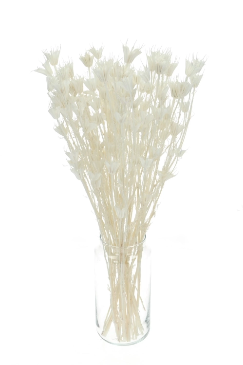 Dried bleached Nigella orientalis - bunch