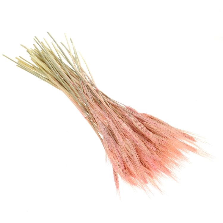 Dried pink triticale - dried grain ~60 pcs.