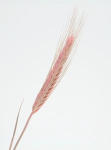 Dried pink triticale - dried grain ~60 pcs.
