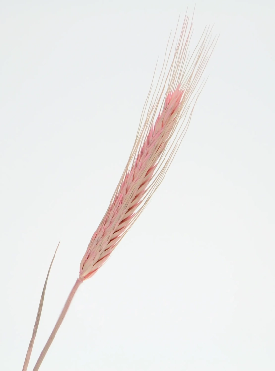 Dried pink triticale - dried grain ~60 pcs.