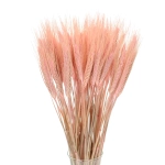 Triticale, rosa -  Strauß, ~60 Stk. - Trockengetreide