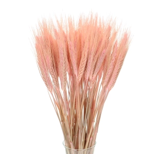 Dried pink triticale - dried grain ~60 pcs.